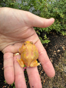 Mutant  Pacman Frog