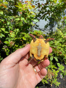 Hypo Blonde Red Foot Tortoise Baby 2026