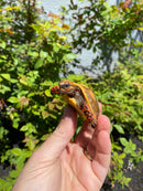 Hypo Blonde Red Foot Tortoise Baby 2026