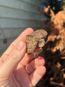 Golden Coin Box Turtle 2023