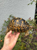 Mesopotamian Greek Tortoise Adult Female