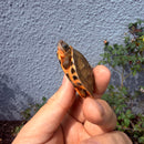Vietnamese Three-striped Box Turtle