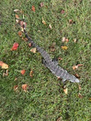 Blue Tegu Adult Male Breeder