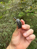 HI YELLOW Florida Box Turtle Baby 2024