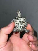 Hi White Concentric Diamondback Terrapin 2023
