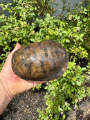 Franco-Italian Pond Turtle Adult Female