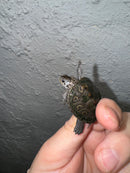 Hi White Concentric Diamondback Terrapin 2024