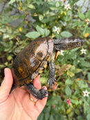 Franco-Italian Pond Turtle Adult Male