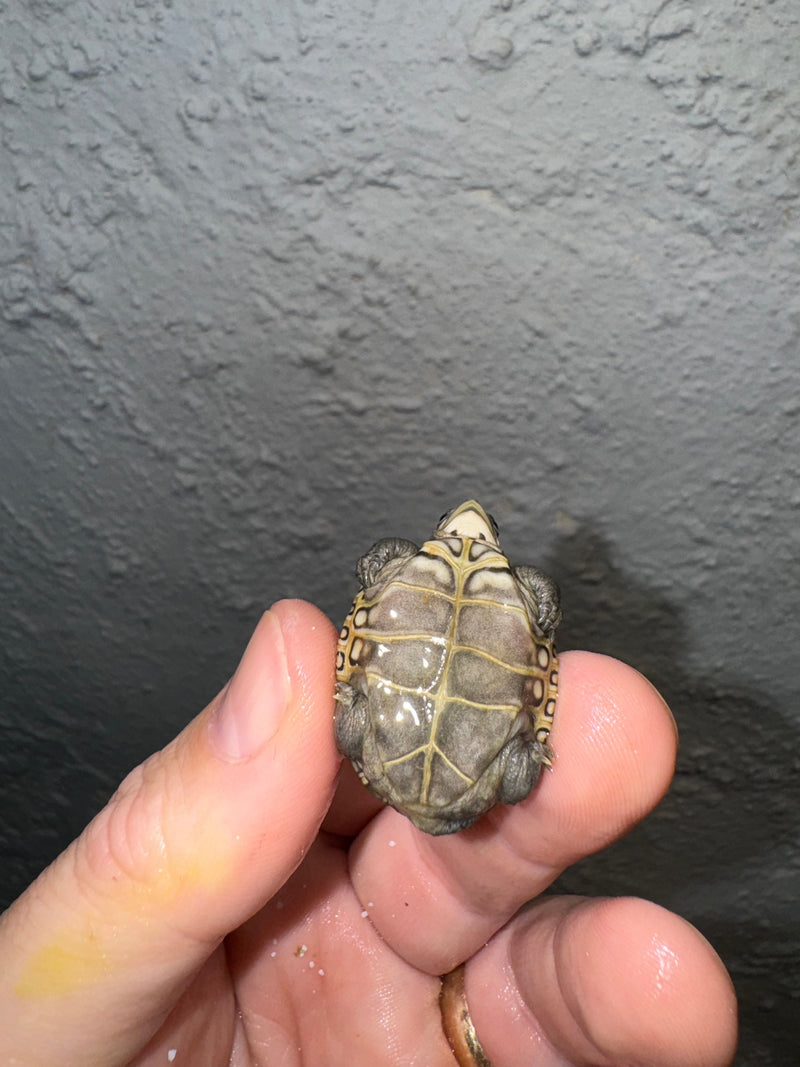 Hi White Concentric Diamondback Terrapin 2024