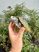 Concentric Diamondback Terrapin Adult Female