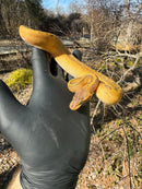 Pastel Pinstripe Low White Pied Ball Python Female