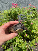 Painted River Terrapin Juveniles (4-5 inch) (Batagur borneoensis)
