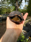 White Lipped Mud Turtle Adult Pair
