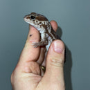 White Out Oreo African Fat Tailed Gecko Adult Female