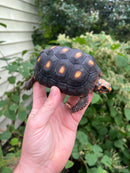 Colombian Clownface Redfoot Tortoise 2021