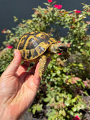 Eastern Hermann's Tortoise Adult Female