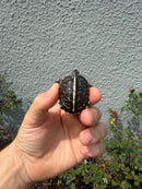 HI YELLOW Florida Box Turtle