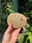 Leucistic African Helmeted Turtle Adult Pair