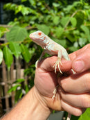 Snow Green Iguana 2024