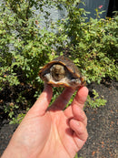 Razor backed Musk Turtle CB Adult Male