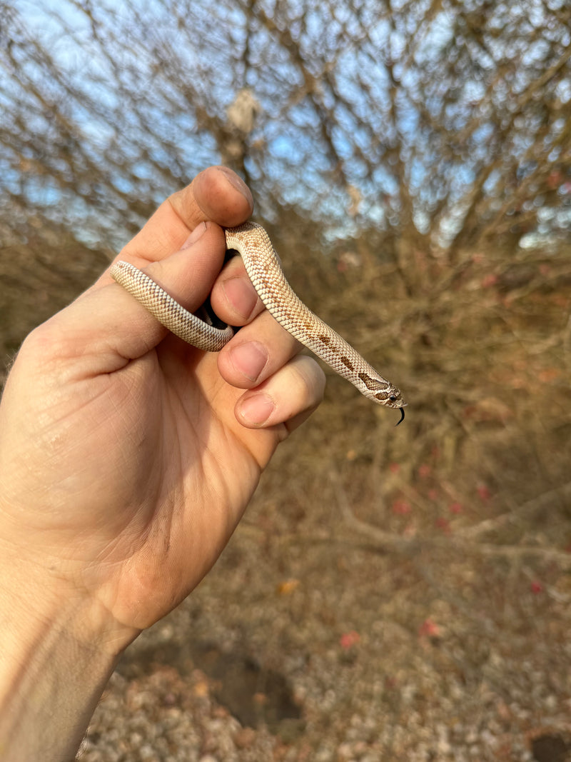 Superconda Western Hognose Snake Female