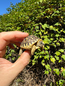 Leopard Tortoise 2024