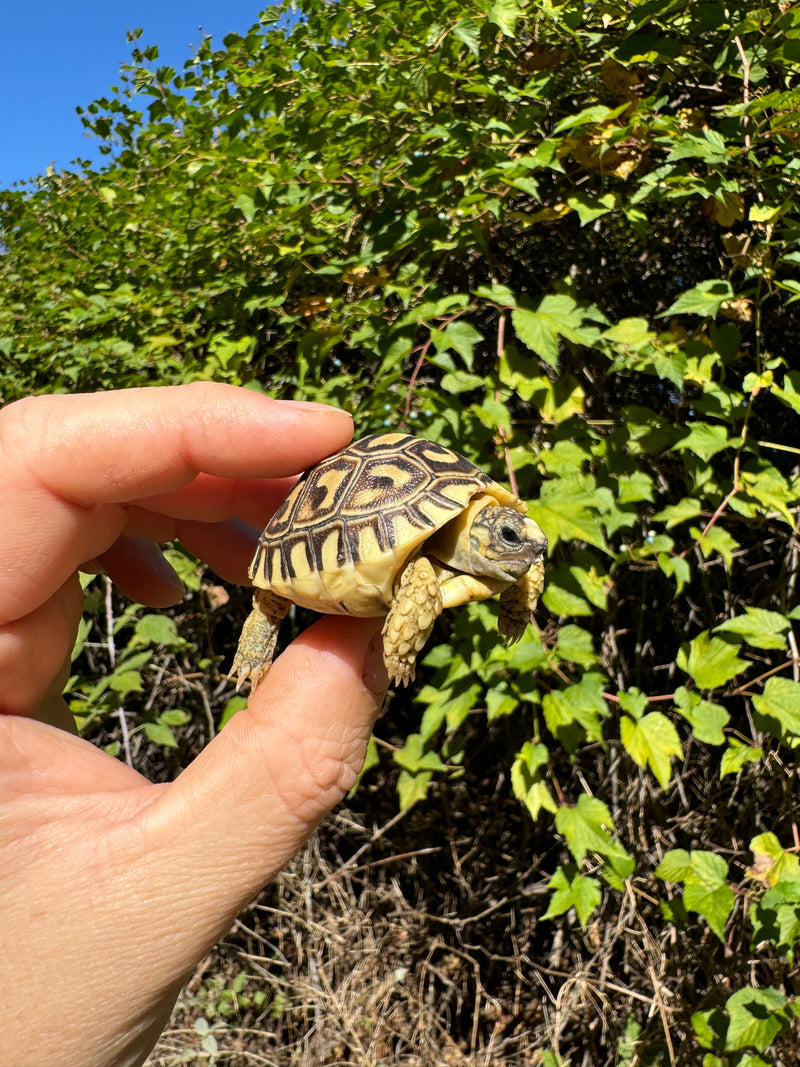 Leopard Tortoise 2024