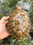 Spanish Pond Turtle Adult Pair
