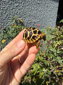 Sri Lankan Star Tortoise