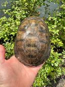 Franco-Italian Pond Turtle Adult Female