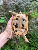 Libyan Greek Tortoise Adult Female