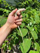 Snow Green Iguana 2024