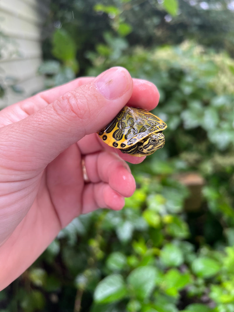 Yellow Flame Baby Florida Red Bellied Turtle