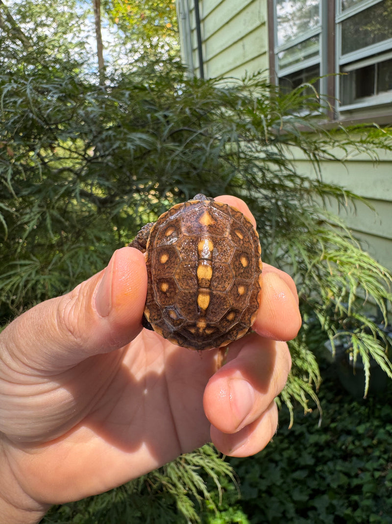 Hi Color Orange Baby Eastern Box Turtle