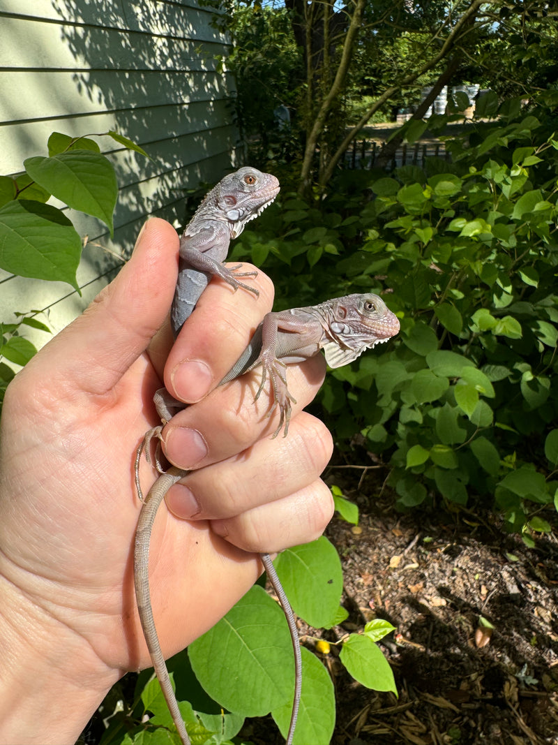 Purple Zero Translucent Iguana Babies (Iguana iguana)