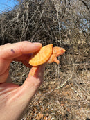 Baby Albino Common Snapping Turtle Female