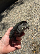 European Pond Turtle Adult Pair