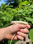 Snow Green Iguana 2024