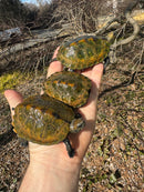 Japanese Pond Turtle 1.3 (Mauremys japonica) (Priced As Group