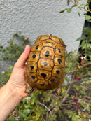 Mesopotamian Greek Tortoise Adult Male
