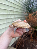 Leucistic African Helmeted Turtle Adult Trio (Pelomedusa subrufa)