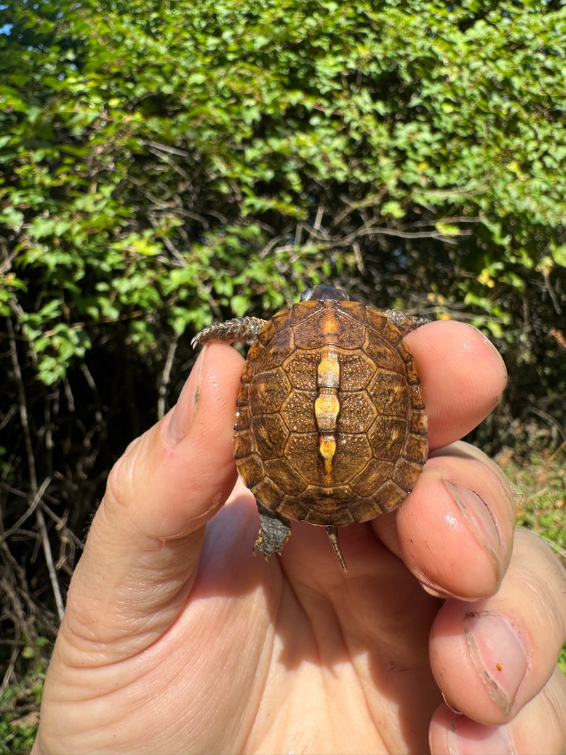 Hi Color Orange Baby Eastern Box Turtle