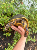 Red Foot Tortoise Adult Female