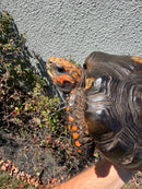 Barbados Red Foot Tortoise Adult Male