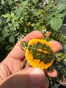 Supernova Golden Flame Florida Red Bellied Turtle