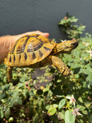 Eastern Hermann's Tortoise Adult Female