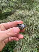 HI YELLOW Florida Box Turtle 2025