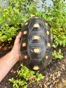 Red Foot Tortoise Adult Male