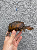 Red Cheeked Mud Turtle Adult Trio