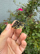 HI YELLOW Florida Box Turtle